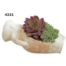 Sempervivum in Amphore