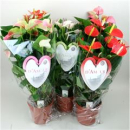 Anthurium andr. Busch