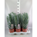 Curio ficoides 'Mount everest'