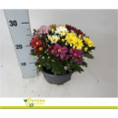 Chrysanthemum Mix-Schale 'Breeze'