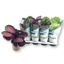 Calathea gemischt