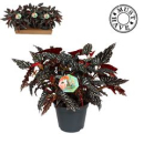 Begonia mac. 'Spotlight Dark'