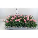 Dianthus 'Raspberry Eyes'