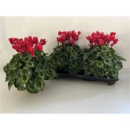 Cyclamen pers. XL rot/weiß