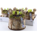 Hyacinthus in Birkentopf