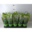 Maranta leuc. 'Fiesta'