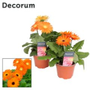 Gerbera gelb orange
