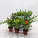 Guzmania Mix