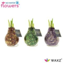 Waxz  Amaryllis "Univerz Polaris"