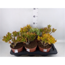 Crassula gemischt