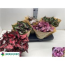 Begonia Rex 'Beleaf' gemischt