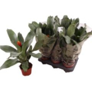 Aechmea 'Pepita Elegant Flames'