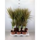 Dracaena marg. 'Bicolor'