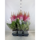 Astilbe
