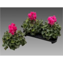 Cyclamen pers. XL pink