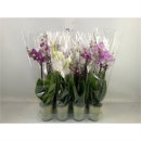 Phalaenopsis midi 2 Rispen Mix