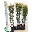 Clematis forst. 'Avalanche'