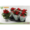 Begonia elatior rot