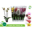 Phalaenopsis 3 Rispen Mix