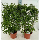 Solanum jasminoides Spalier