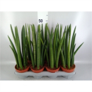 Sansevieria cyl.