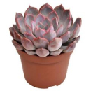 Echeveria 'Summer'