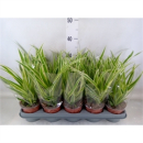 Chlorophytum com. 'Vittatum'