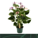 Anthurium andr. 'Laguna'