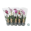Phalaenopsis 2-3 Rispen Mix kurz