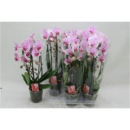 Phalaenopsis "Cascade" zartrosa