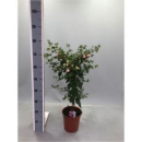 Fuchsia Stämmchen