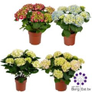 Hydrangea mac. gemischt