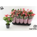 Anthurium andr. rosa