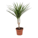 Dracaena marg.