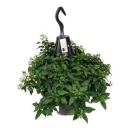 Solanum jasminoides  Ampel