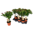 Viburnum tinus Stämmchen