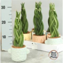 Sansevieria cyl. geflochten im Übertopf