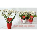 Mini Phalaenopsis Herz in Keramik