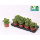 Cotyledon tomentosa ladys.