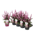 Celosia spic. 'Wild Pink'