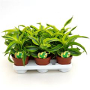 Dracaena frag. 'Lemon Surprise'
