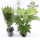 Fatsia japonica 'Variegata'