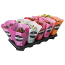 Kalanchoe  gefüllt Mix