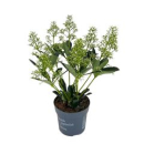 Skimmia jap. 'Finchy'