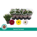 Chrysanthemum Trio