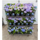 Hydrangea mac. Busch blau