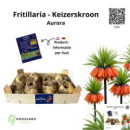 Fritillaria imperialis Zwiebel