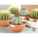 Cactus Mix in Schale
