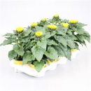 Helianthus annuus