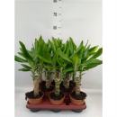 Dracaena frag. 'Steudneri'